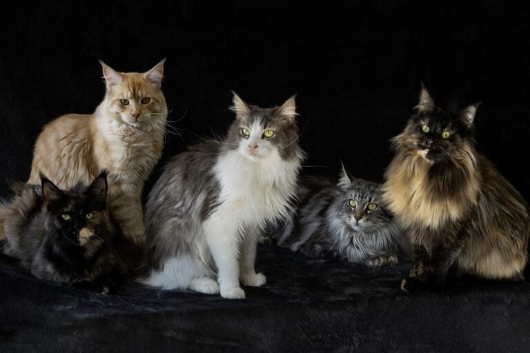 Les Maines Coon du Domaine Cycellie